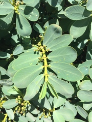 Euphorbia celastroides