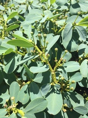 Euphorbia celastroides