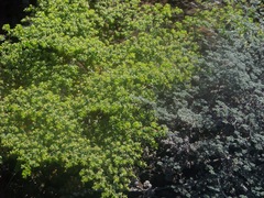 Euphorbia amplexicaulis