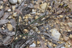 Senecio quadridentatus