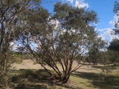 Leptospermum brachyandrum