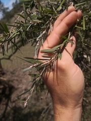 Leptospermum brachyandrum