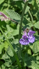 Lamiaceae