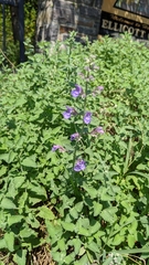Lamiaceae