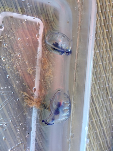 Physalia utriculus