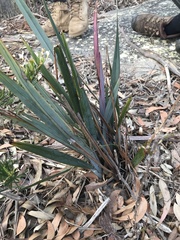 Dianella prunina