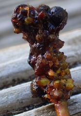 Potamogeton suboblongus