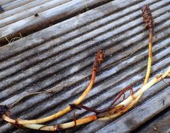 Potamogeton suboblongus