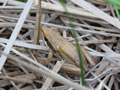 Litoria adelaidensis