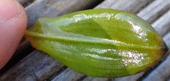 Potamogeton suboblongus