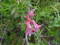 Rhododendron hirsutum
