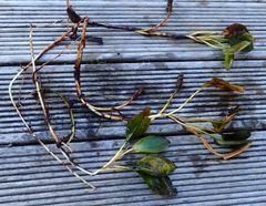 Potamogeton suboblongus