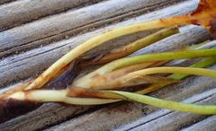 Potamogeton suboblongus