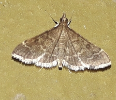 Pilocrocis ramentalis