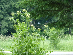 Levisticum officinale