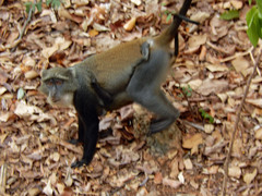 Cercopithecus mitis albogularis