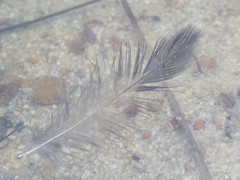 Corvus coronoides perplexus