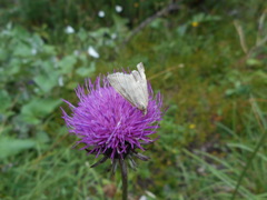 Udea nebulalis