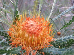 Banksia formosa