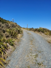 Anthus novaeseelandiae