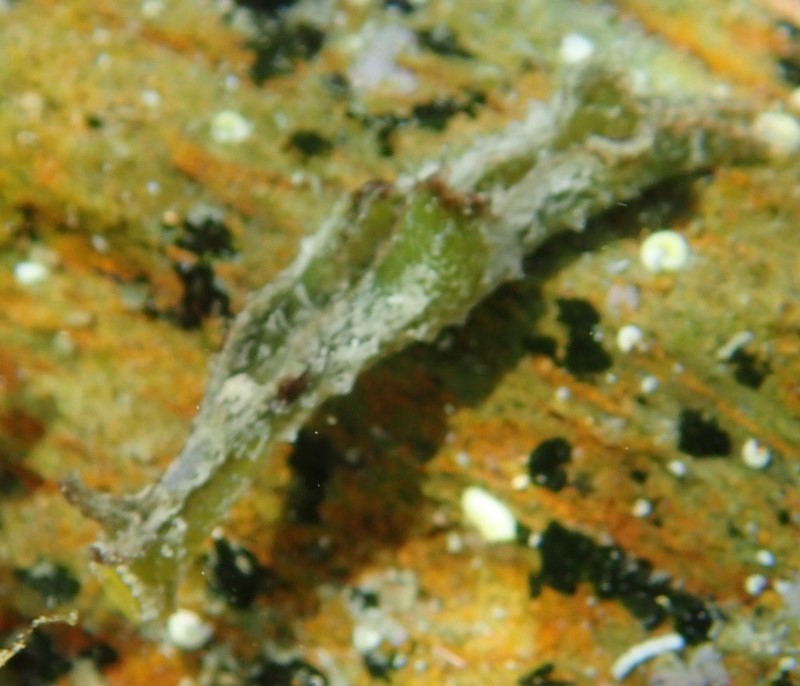 疣海天牛 (瘤海天牛) Elysia verrucosa