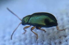 Crepidodera fulvicornis