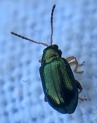 Crepidodera fulvicornis