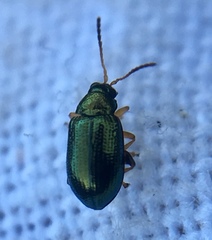 Crepidodera fulvicornis