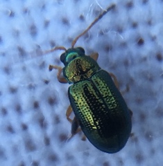 Crepidodera fulvicornis