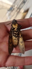 Acherontia
