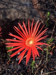 Gerbera jamesonii