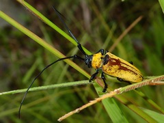 Cereopsius praetorius