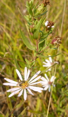 Symphyotrichum hallii