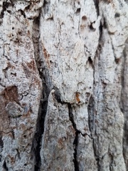 Opisthopsis