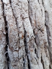 Opisthopsis