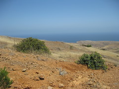 Dendromecon harfordii