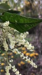 Trymalium odoratissimum