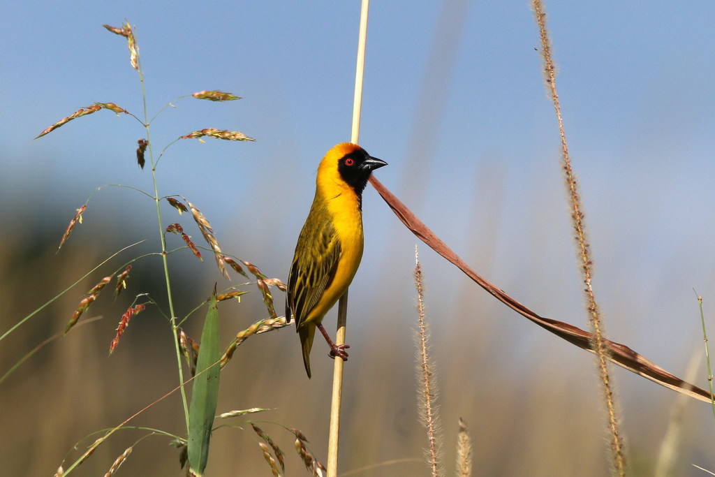 Katanga Masked-Weaver photo