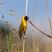 Katanga Masked-Weaver - Photo (c) Richard de cauwer, some rights reserved (CC BY-NC), uploaded by Richard de cauwer
