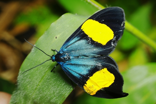 Crocomela colorata