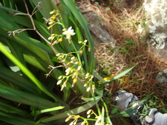 Asphodelaceae