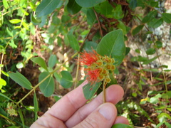 Metrosideros collina