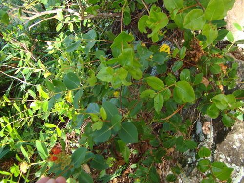 Metrosideros collina