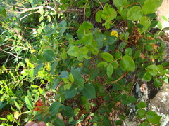 Metrosideros collina