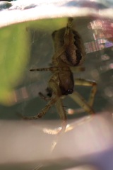 Zygiella