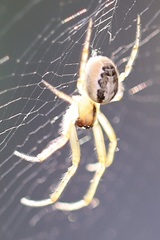 Zygiella