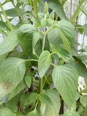 Salvia hispanica