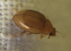 Rhyzobius litura