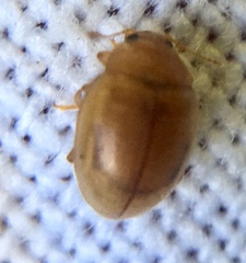 Rhyzobius litura
