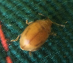Rhyzobius litura